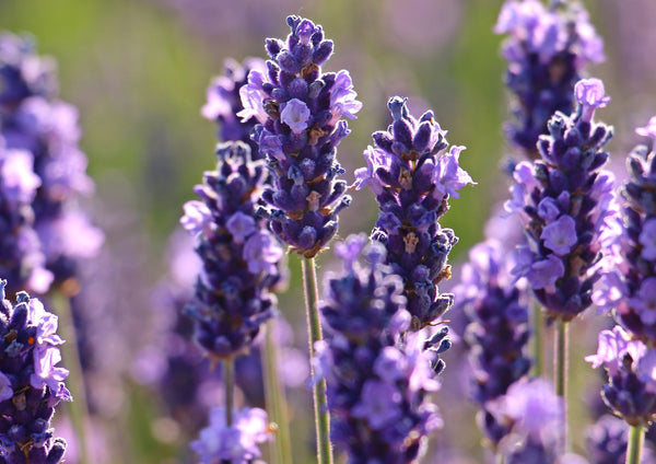 lavanda