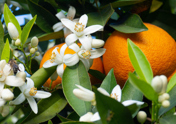 Speciale primavera: il fiore d’arancio