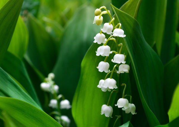 Profumo di primavera: il mughetto